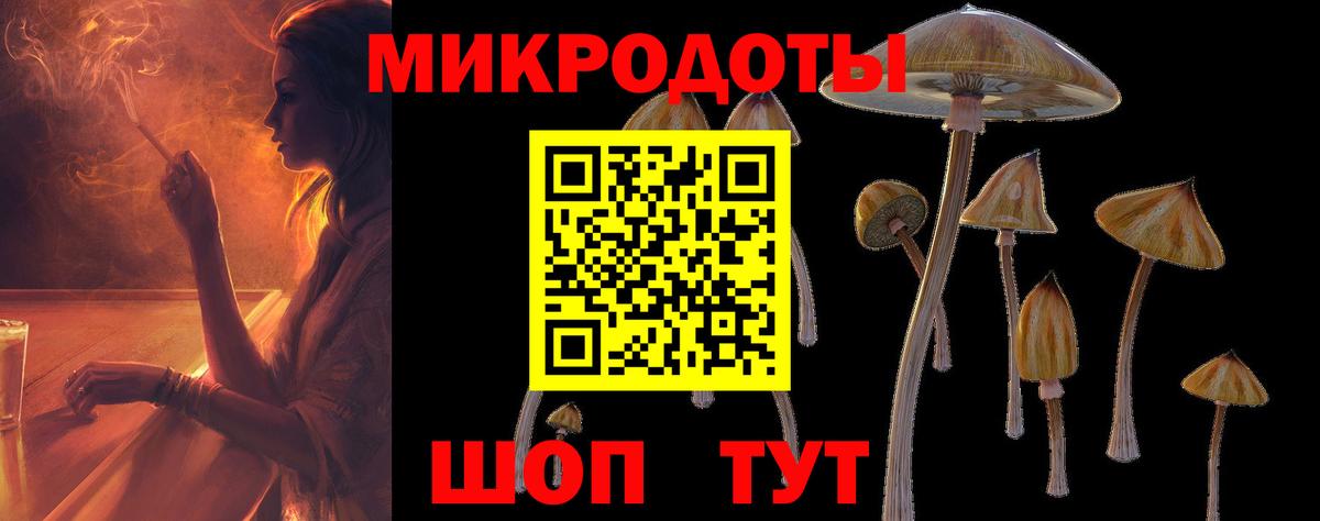 Галлюциногенные грибы Psilocybe Нальчик